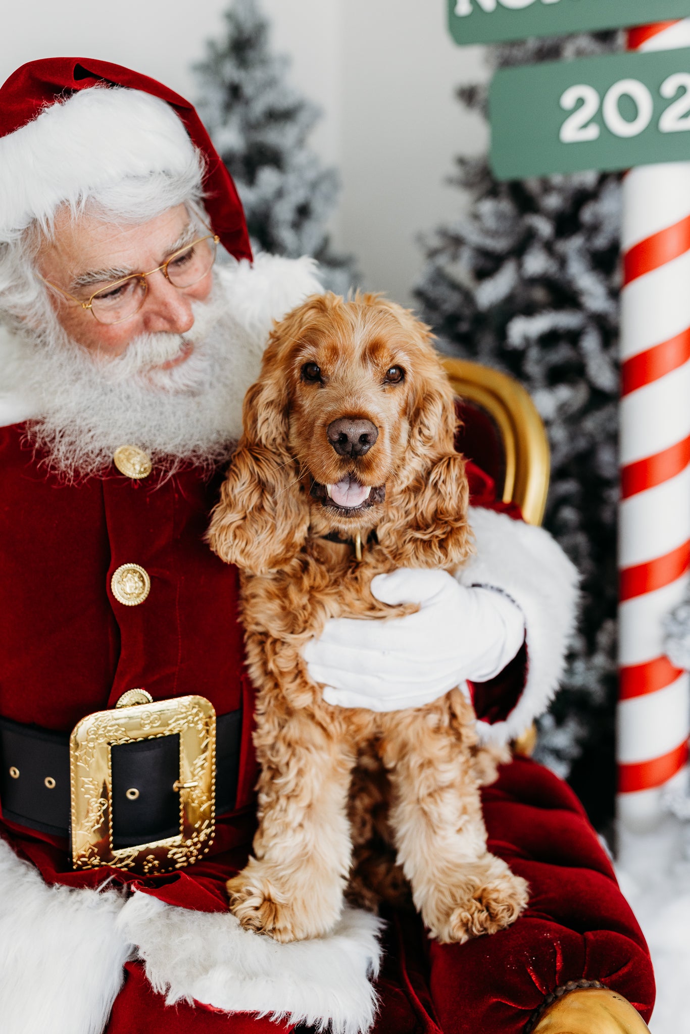 Geelong Pet Santa Photo