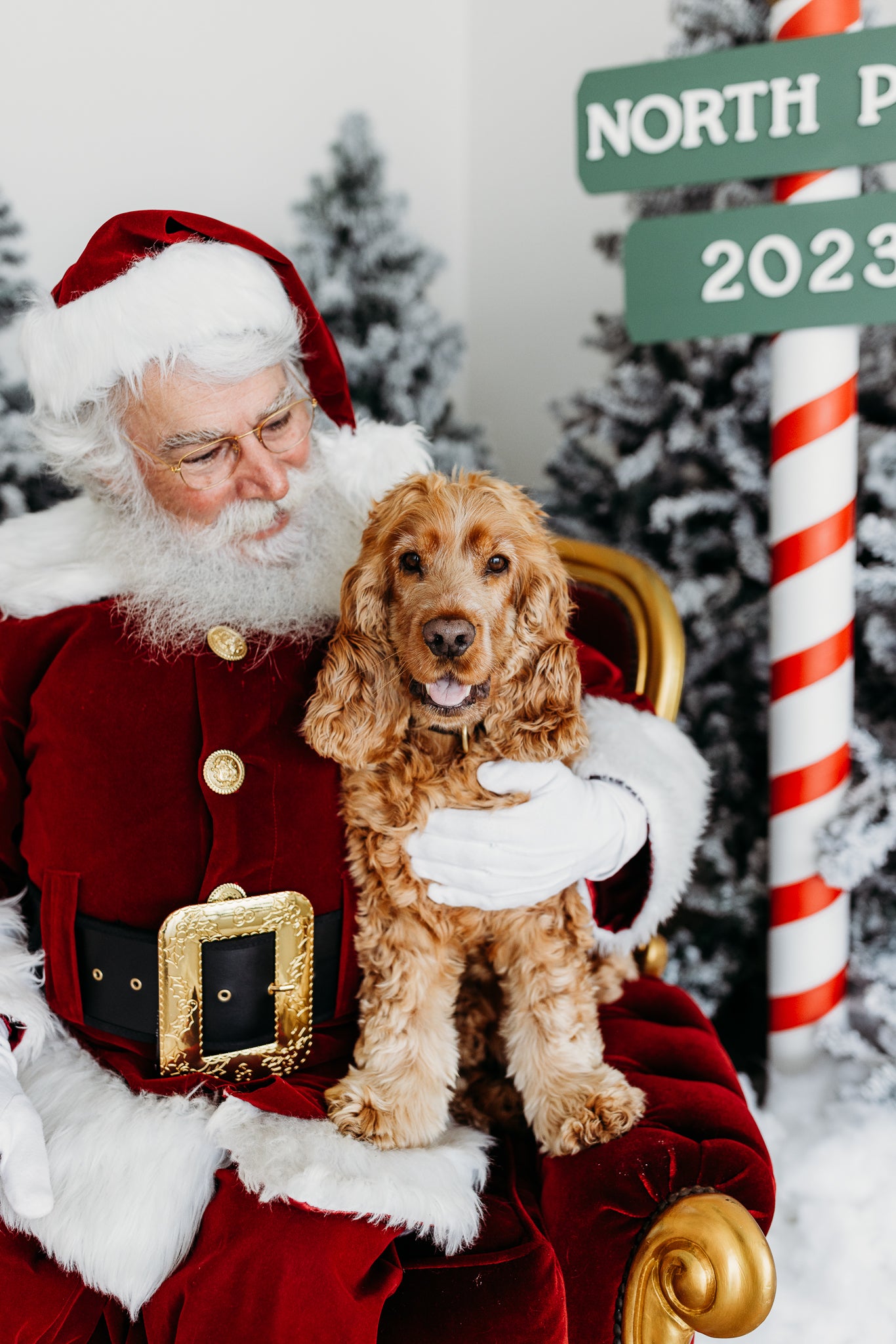 Geelong Pet Santa Photo